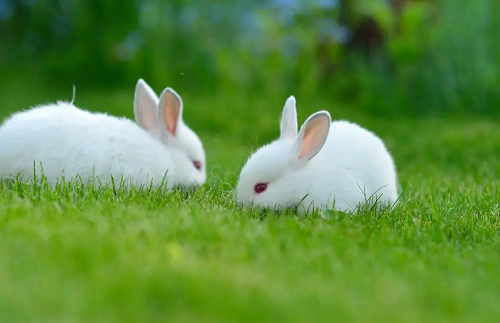 属兔的今年多大 属兔的今年多大八十几