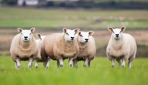 羊和什么生肖最配 羊和什么属相最配
