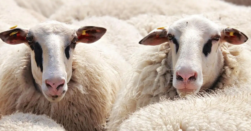 属牛和属羊的婚姻怎么样 属牛和属羊的婚姻如何