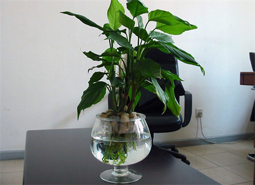 办公桌摆放什么植物风水好 办公桌上适合放什么植物风水好