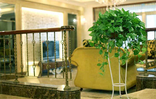 客厅摆什么植物风水好 客厅适合摆放哪些风水植物