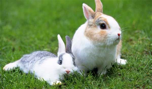 1987年属兔人2022年运势及运程 87年出生35岁属兔男女2022全年每月运势