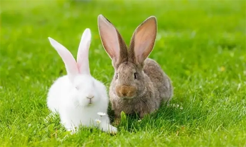 生肖兔和什么生肖相冲 生肖兔和什么属相相冲