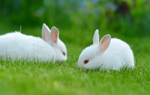 兔和兔相配婚姻如何 兔与兔的婚姻是否相配