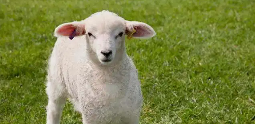 羊和羊相配婚姻如何 羊与羊的婚姻是否相配