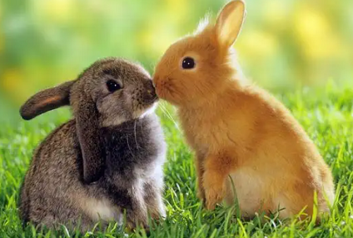 兔和兔能相配吗 兔和兔怎么配对的