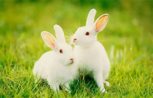 属兔是哪年出生的 属兔是哪年出生的什么命