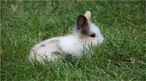 生肖兔什么时辰出生最好 属兔的人什么时辰出生最好