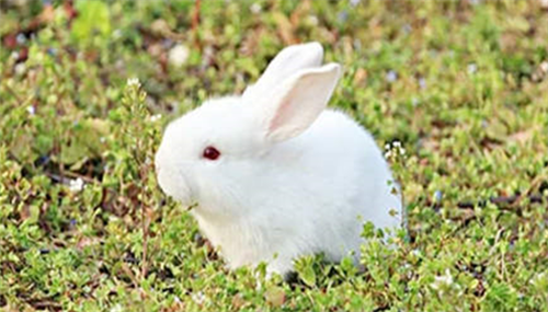 生肖兔是哪些年出生的 属兔的都是哪几年出生的