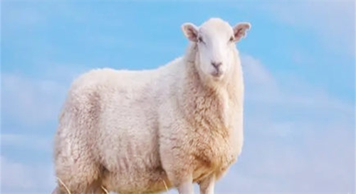 生肖羊适合佩戴什么首饰 属羊的适合佩戴什么
