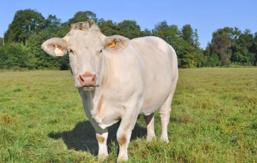 属牛的今年多大了2023 属牛的今年运势怎么样2023