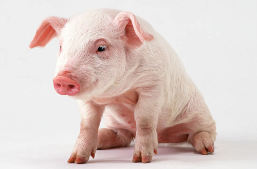 属猪的今年多大了2023 属猪的今年运势怎么样2023