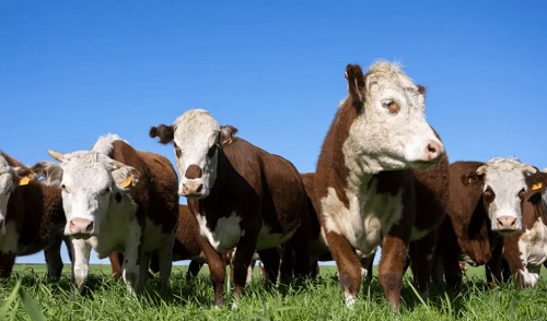 属牛的今年多少岁2023 属牛的2023年的运势怎么样