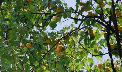 门前栽杏树风水好吗,杏树,门前杏树种哪里最好风水