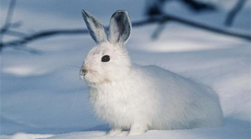 属兔的年龄 属兔多少岁