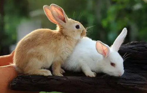 本命年兔年为什么不过生日 本命年为什么不过生日的原因