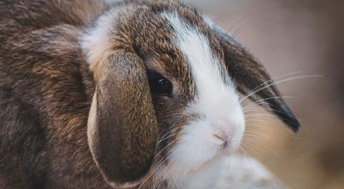 2023年属兔的多大 2023年属兔的多大岁数了
