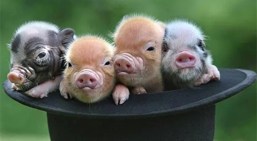2023年属猪的多大 2023年属猪的多大岁数了