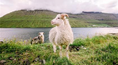 属羊的年份有哪几年 十二生肖属羊出生年份