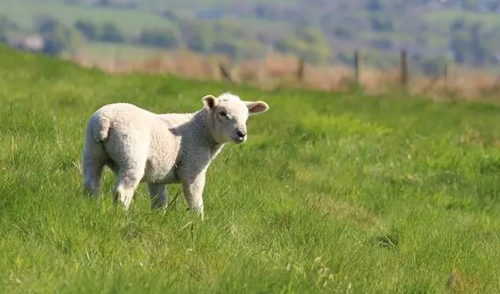 女属羊是几月份克夫 女属羊是几月份克夫什么时候出生是旺夫命