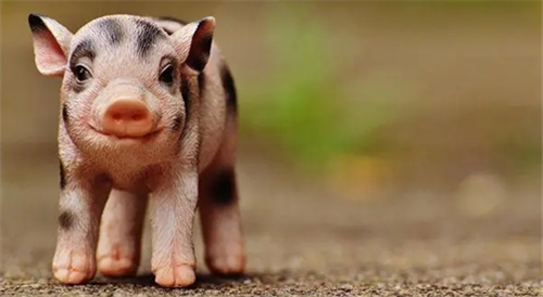 生肖猪最倒霉的年龄 属猪三大坎