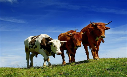 属牛的大人物一般出生在几月 属牛的大人物一般出生在几点