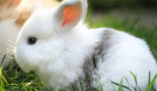 属兔的大人物一般出生在几月 属兔的大人物一般出生在几点