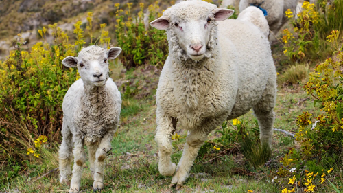 属羊的今年多少岁数了 属羊的今年60几岁