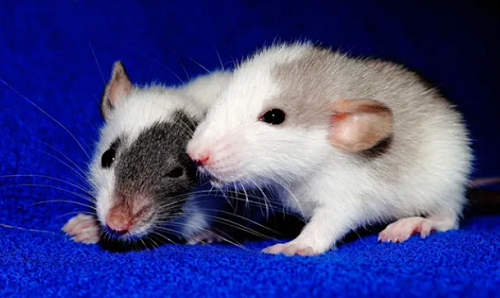 属鼠的是哪一年出生的 属鼠的出生年份表年龄