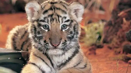 属虎的是哪一年出生的 属虎的出生年份表年龄