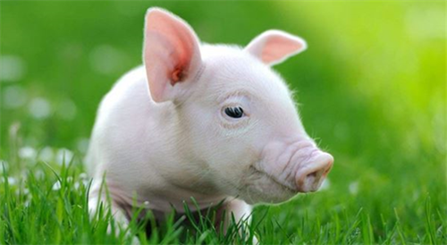 属猪最难熬的是哪一年 属猪的人一生命运如何