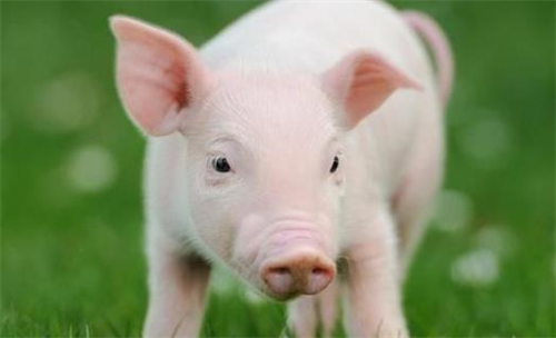 属猪的大人物一般出生在几月 属猪的大人物一般出生在几点