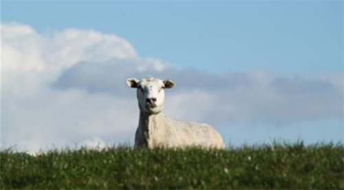 属羊是哪一年出生的 生肖羊哪一年出生