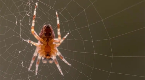 家里经常出现蜘蛛是什么兆头 家里有蜘蛛是什么原因造成的