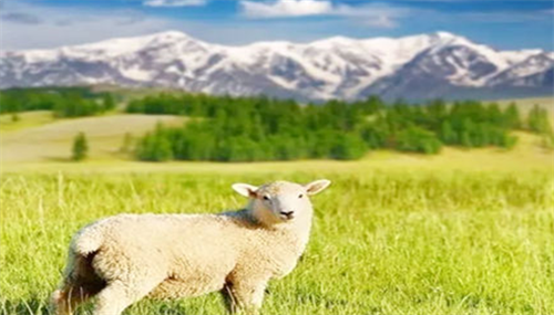生肖羊是哪些年出生的 属羊的都是哪几年出生的